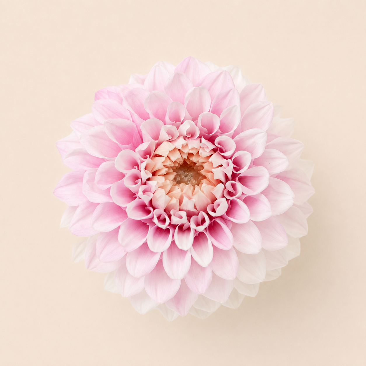 Signature Flowers Dahlia Grace