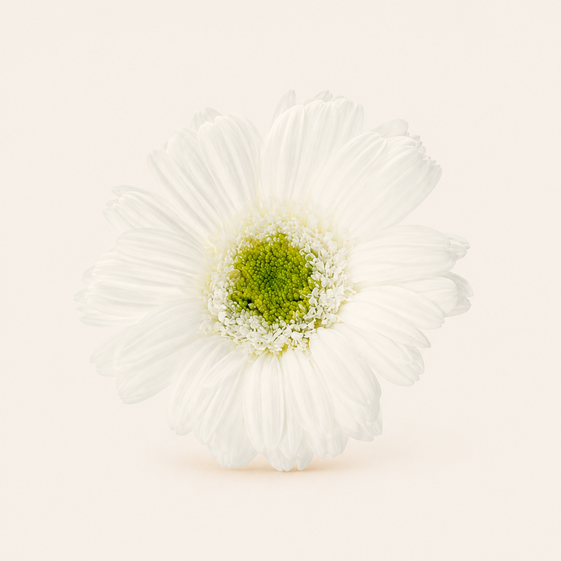 Signature Flowers Gerbera
