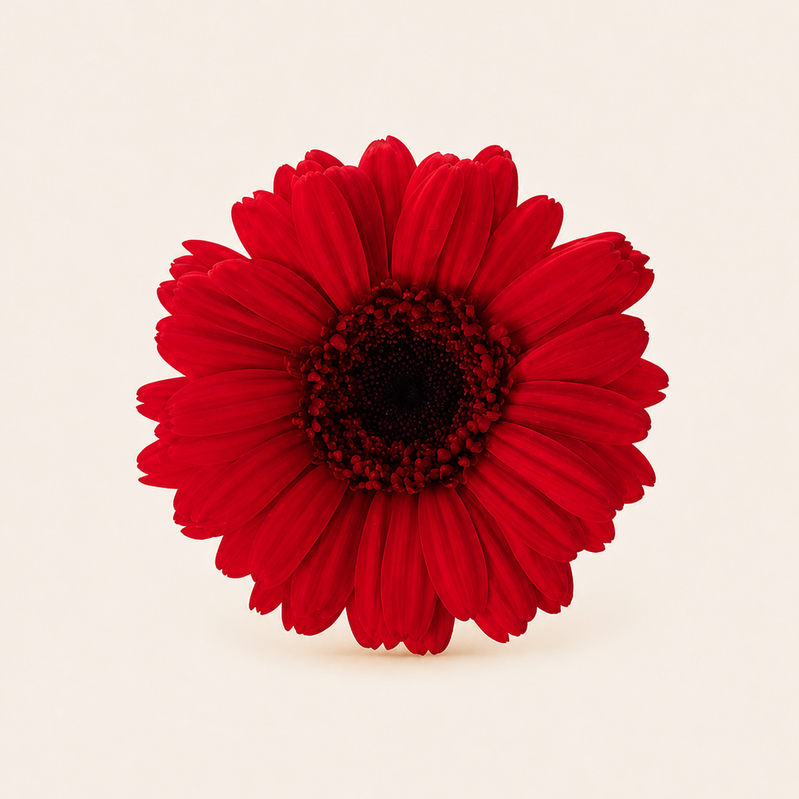 Signature Flowers Gerbera