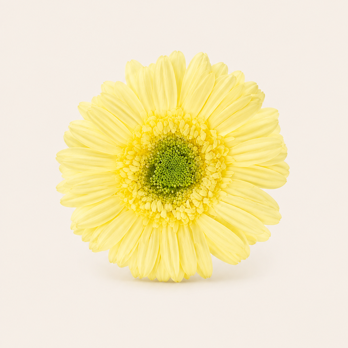 Signature Flowers Gerbera