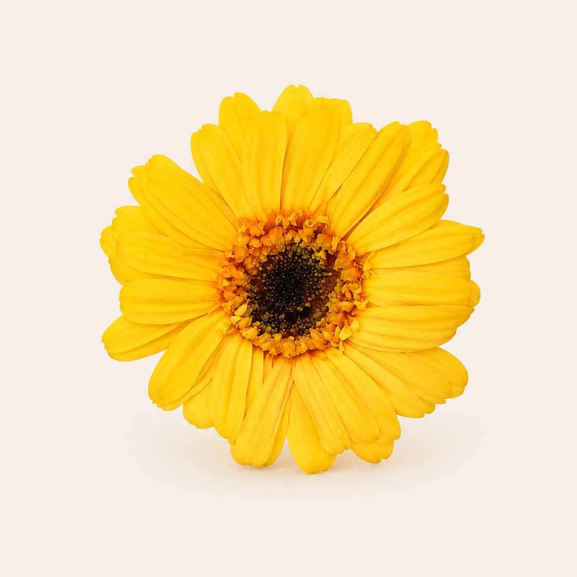 Signature Flowers Gerbera