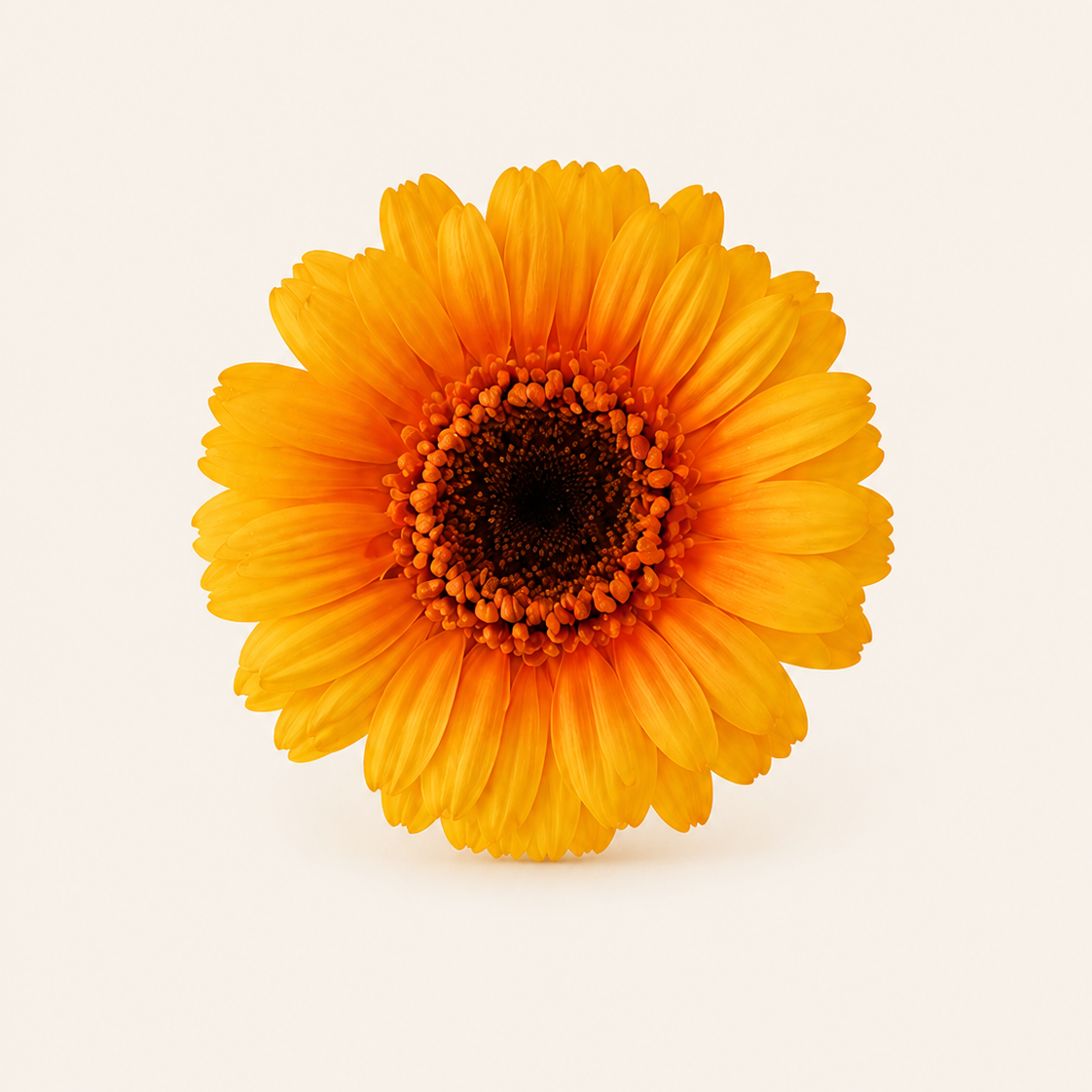 Signature Flowers Gerbera