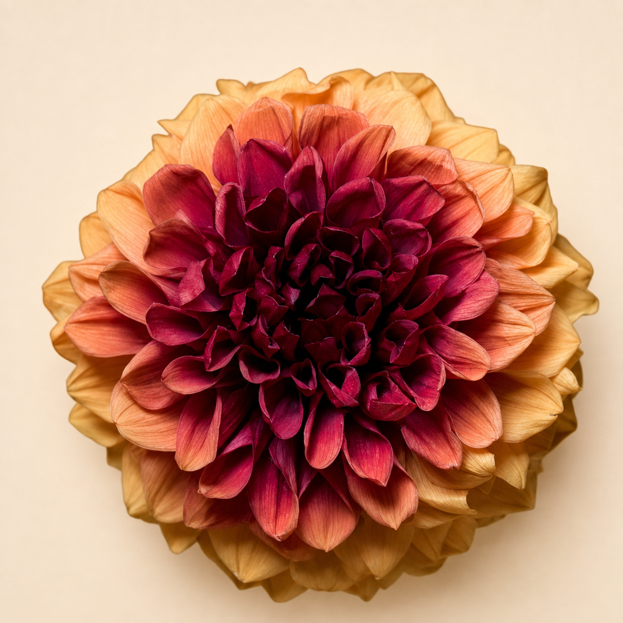 Fiori Preservati: Cura e Durata per una Bellezza Senza Tempo