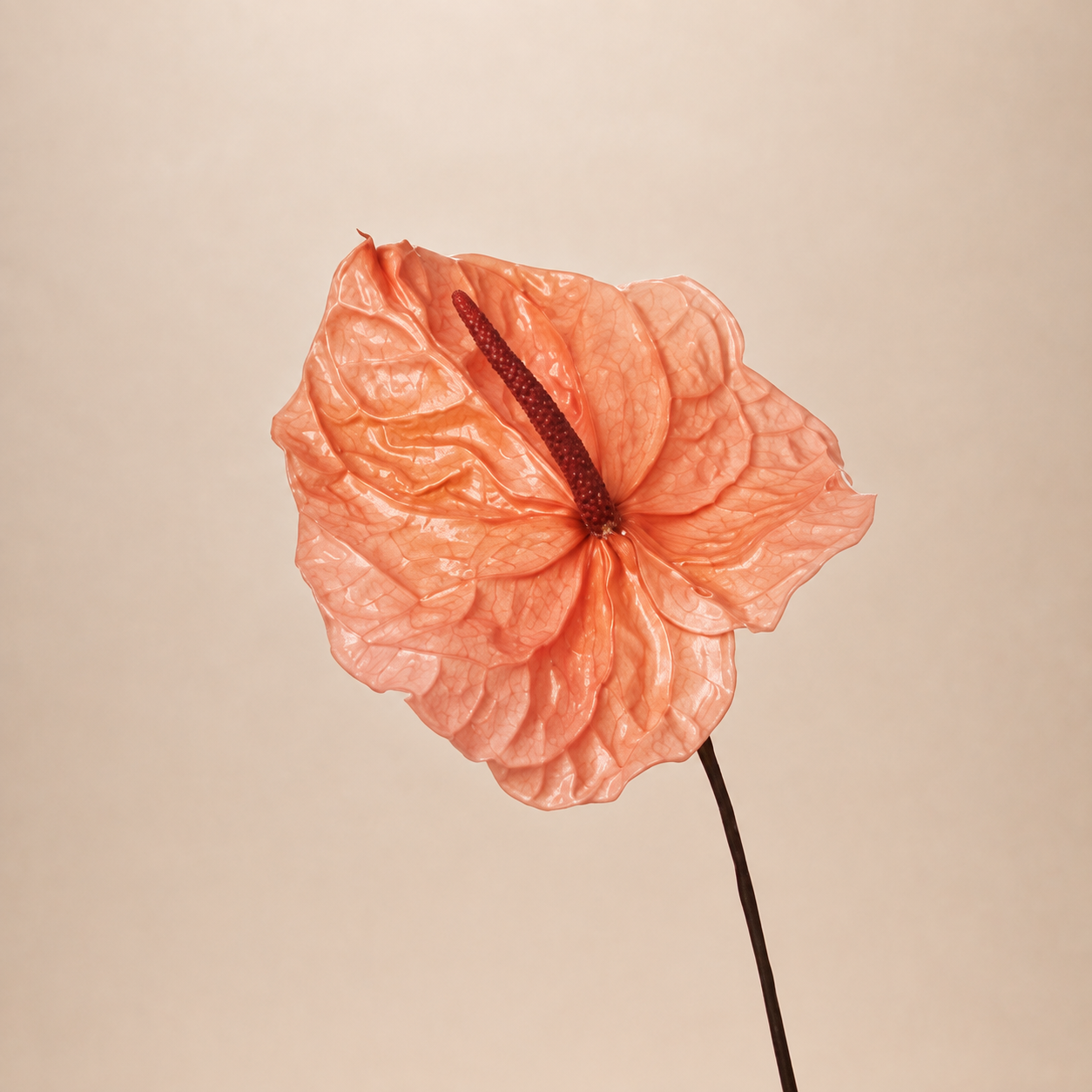 Signature Flowers Anthurium
