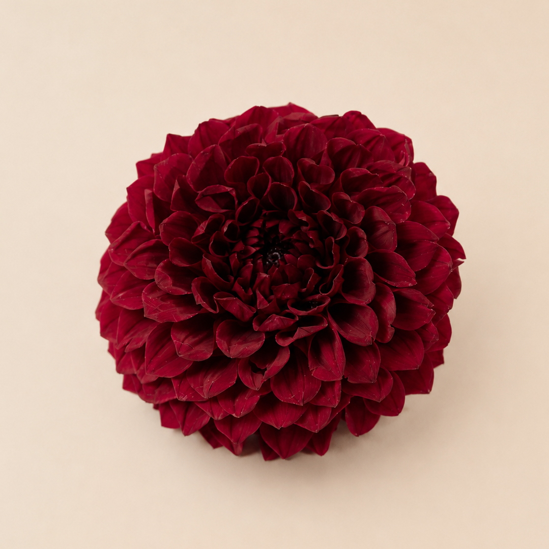 Signature Flowers Dahlia Grace