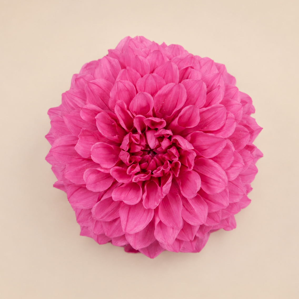 Signature Flowers Dahlia Grace