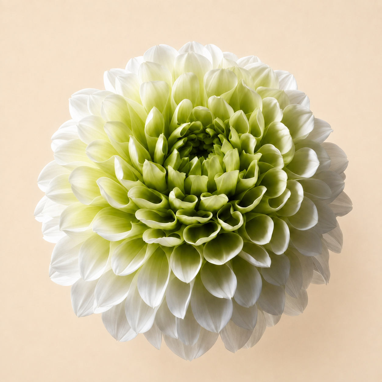 Signature Flowers Dahlia Grace