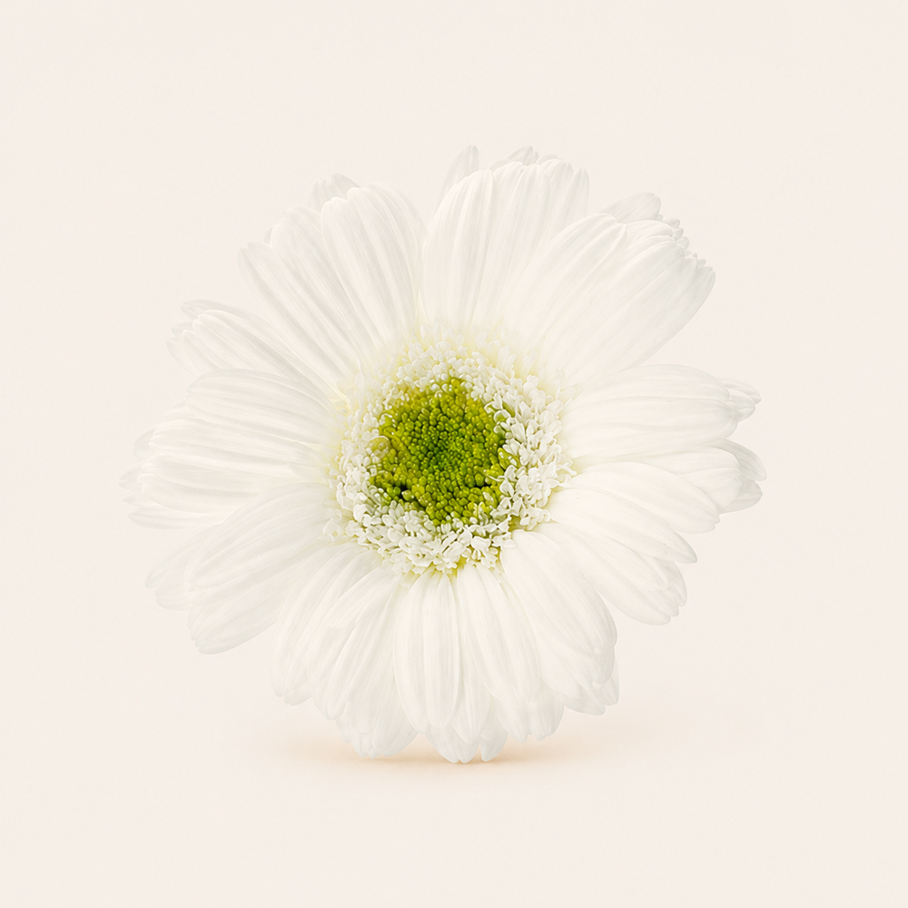 Signature Flowers Gerbera
