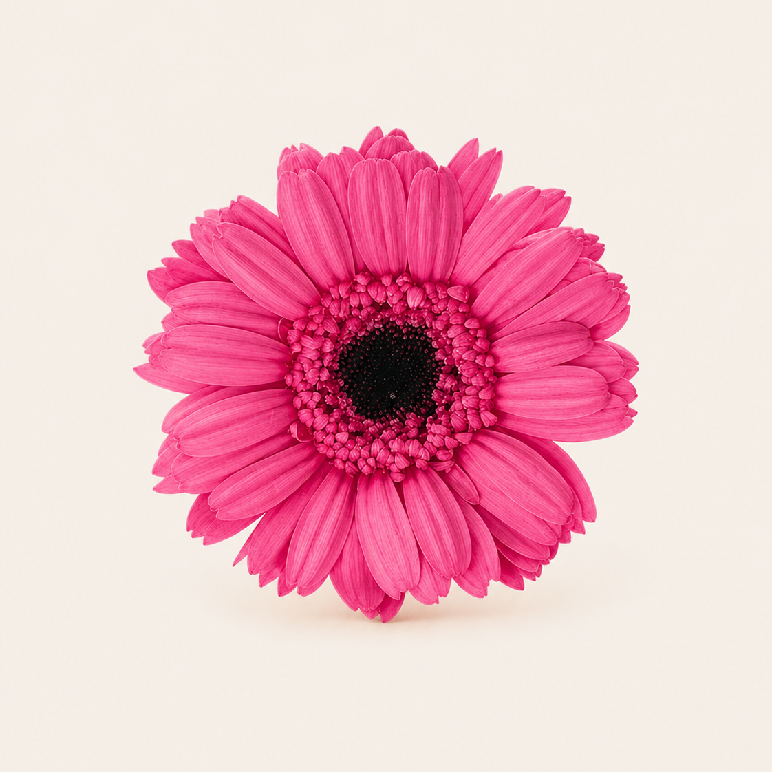 Signature Flowers Gerbera