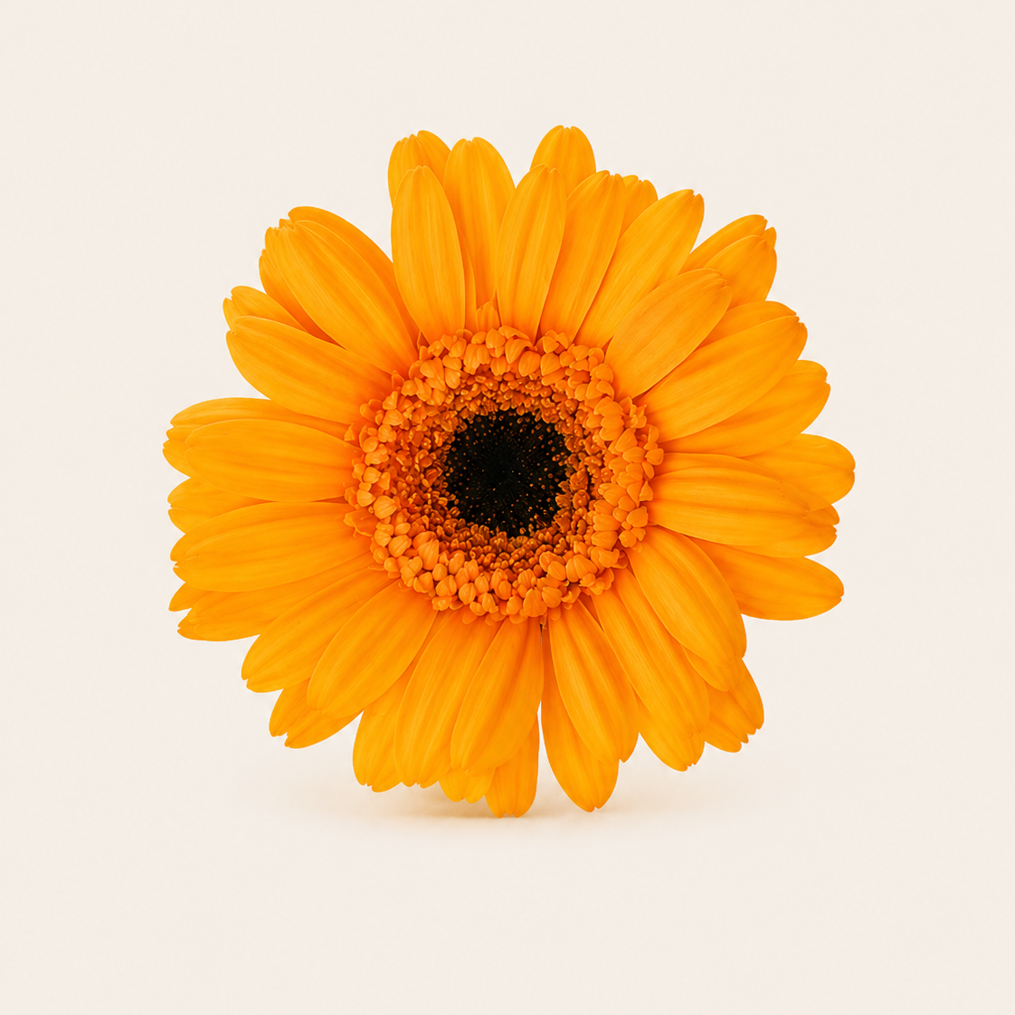 Signature Flowers Gerbera