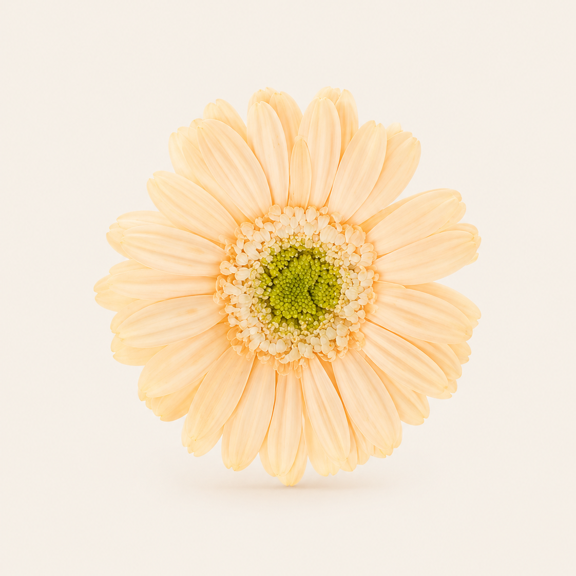 Signature Flowers Gerbera
